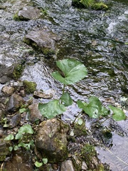 Petasites radiatus
