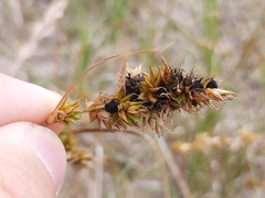 Anthracoidea arenariae