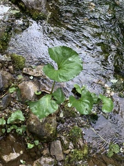 Petasites radiatus