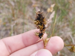 Anthracoidea arenariae