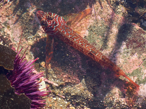 Longfin Sculpin