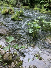 Petasites radiatus