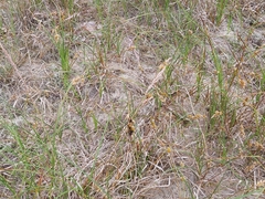 Anthracoidea arenariae