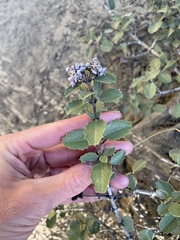 Ceanothus pinetorum