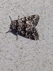 Panthea acronyctoides