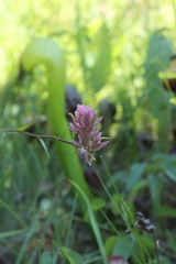 Castilleja elata