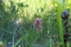 Castilleja elata