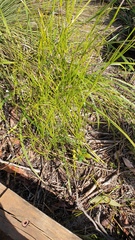 Caustis blakei