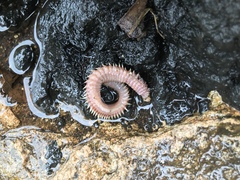 Pherecardia striata