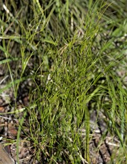 Caustis blakei