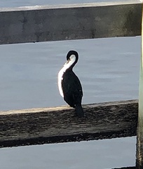 Microcarbo melanoleucos