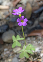 Oxalis alpina