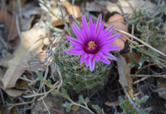 Mammillaria wrightii wilcoxii