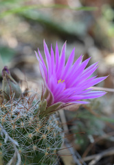 Mammillaria wrightii wilcoxii