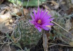 Mammillaria wrightii wilcoxii