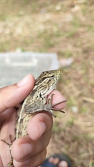 Calotes versicolor