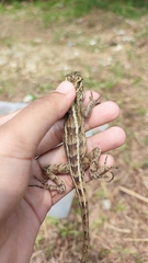 Calotes versicolor