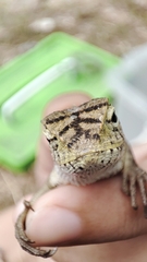 Calotes versicolor