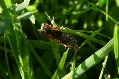 Celypha siderana