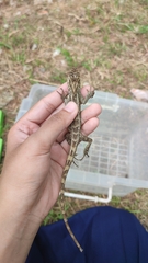 Calotes versicolor