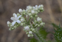 Cnidoscolus angustidens