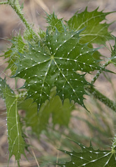Cnidoscolus angustidens