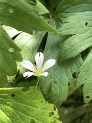 Cerastium davuricum