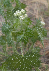 Cnidoscolus angustidens