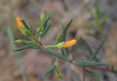 Portulaca suffrutescens