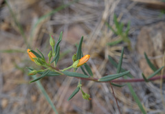 Portulaca suffrutescens