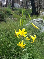 Lilium parryi