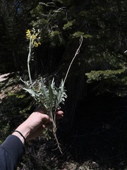 Crepis intermedia