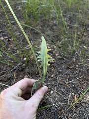 Crepis intermedia