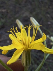 Crepis intermedia