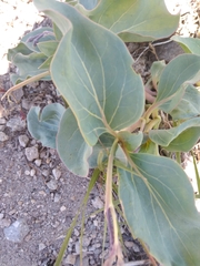 Cycladenia