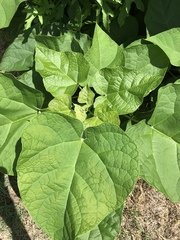 Catalpa speciosa
