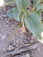 Cycladenia