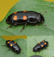 Glischrochilus obtusus