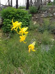 Lilium parryi