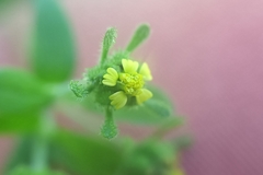 Sigesbeckia orientalis