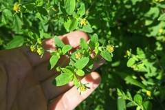 Sigesbeckia orientalis