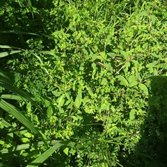 Sigesbeckia orientalis
