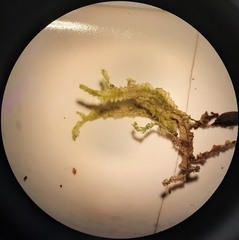 Chiloscyphus villosus