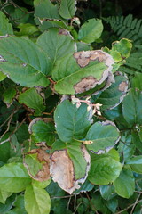 Cameraria gaultheriella