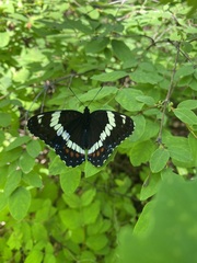 Limenitis arthemis rubrofasciata
