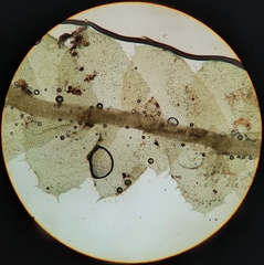 Chiloscyphus villosus