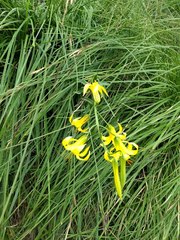 Lilium parryi