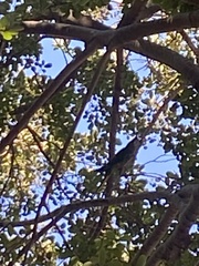 Myiopsitta monachus