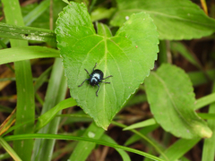 Colasposoma dauricum