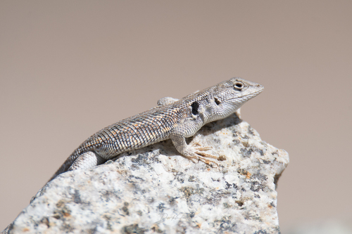 Common Atacama Smooth-throated Lizard, Liolaemus atacamensis